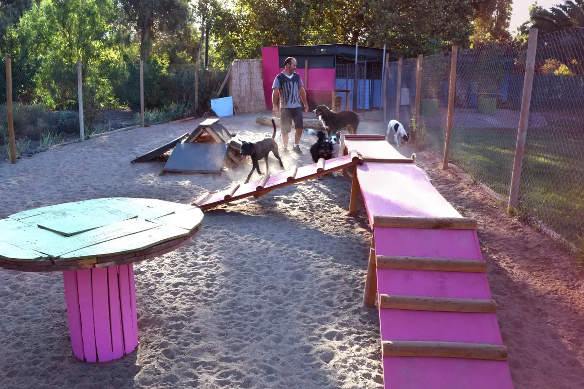 Zona de juegos con rampas y plataformas de madera para los perros