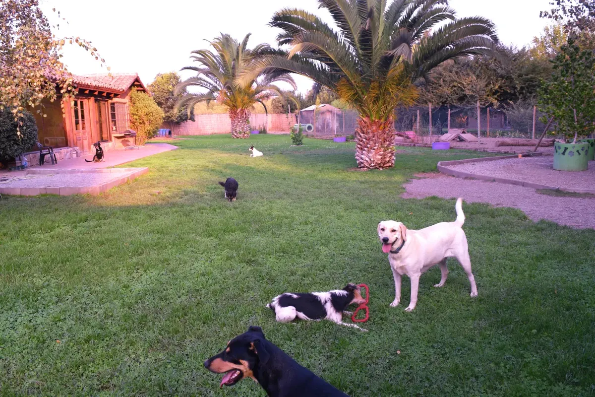 La casa y el jardín con palmeras de The Place's al atardecer, con perros jugando