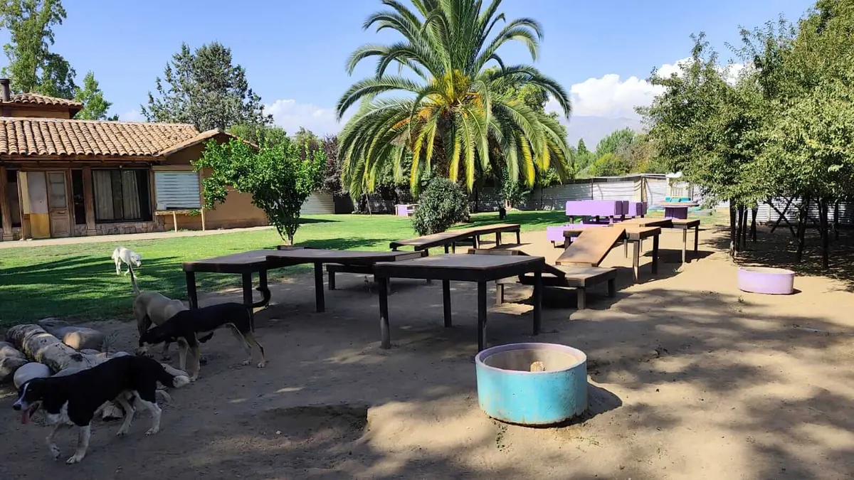 La casa, la palmera y las mesas de juego del patio con perros