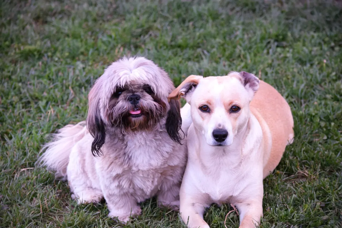 Dos perros pequeños sentados juntos sobre el pasto