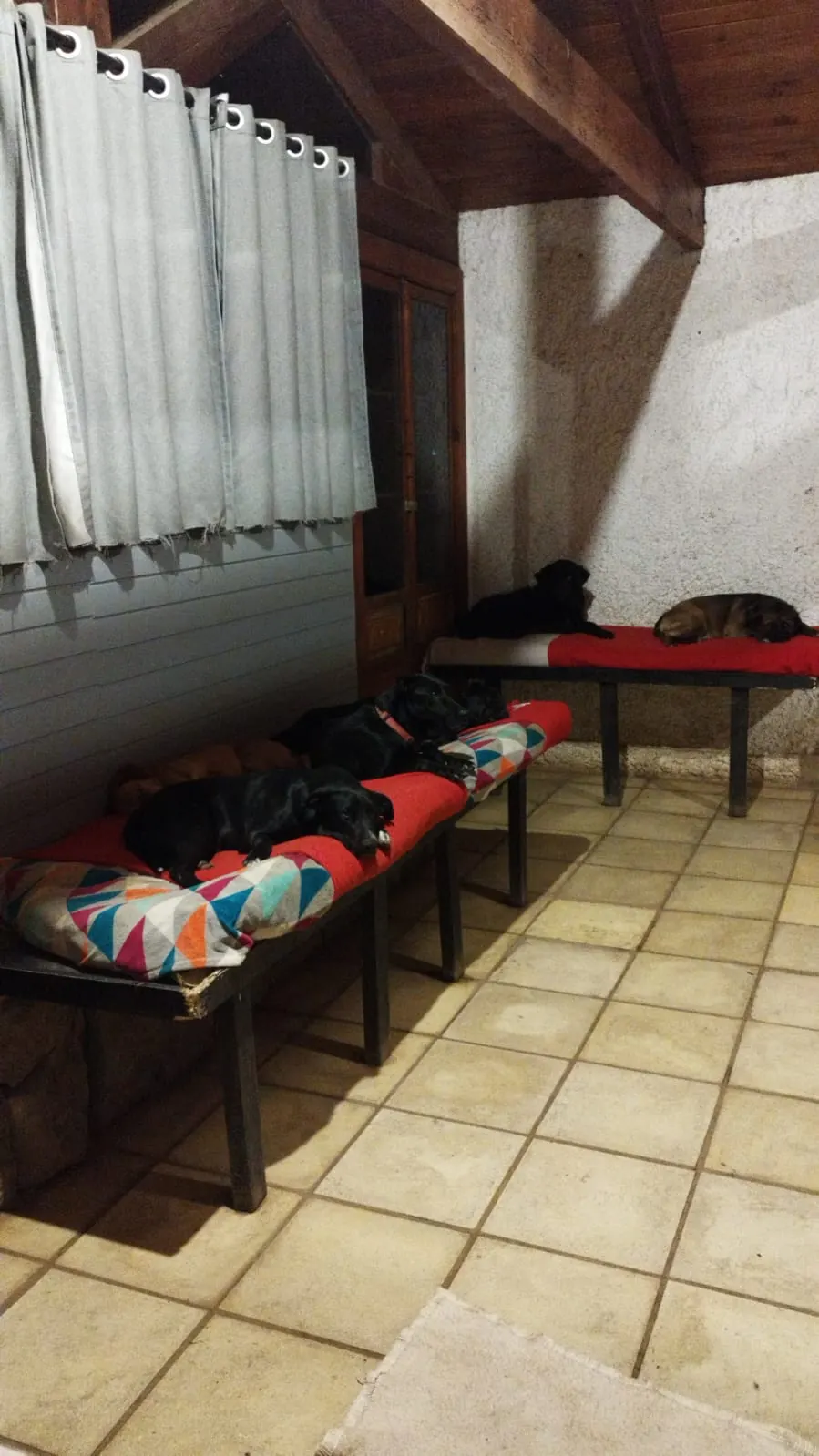 Galería interior con camas y mantas donde los perros pasan la noche
