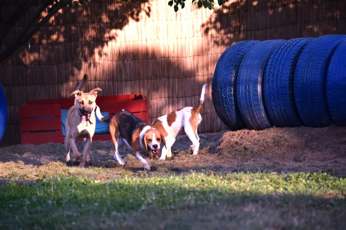Perros descansando juntos en la zona de arena y juegos