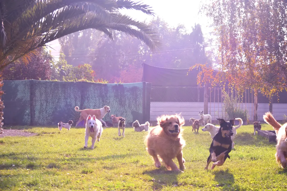 Grupo de perros corriendo libres sobre el pasto del hotel en Chicureo, con luz de tarde