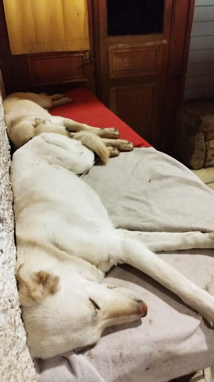 Perro durmiendo en una cama con mantas bajo techo