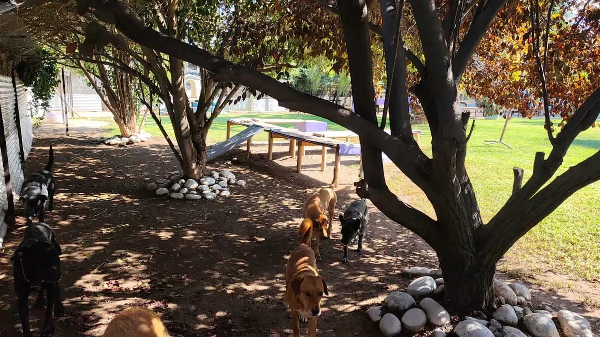 Perros explorando bajo los árboles en otoño