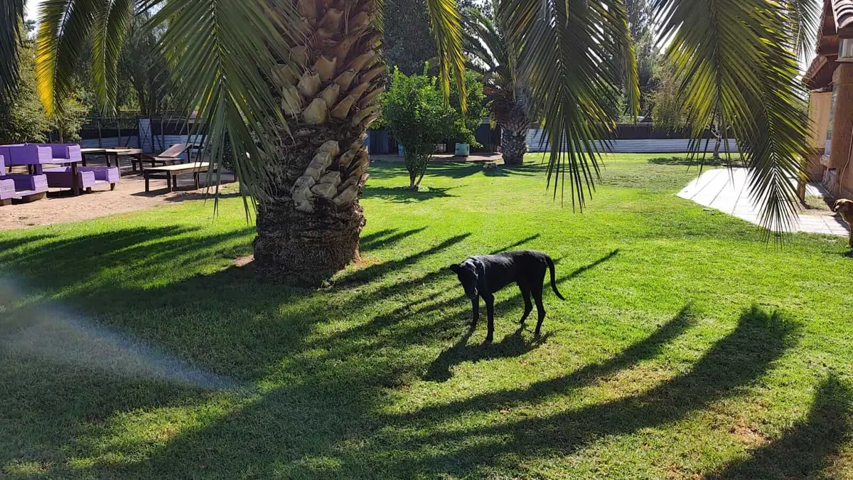 Perro caminando sobre el pasto natural bajo la sombra de una palmera