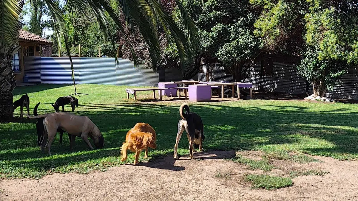 Perros olfateando el pasto frente a la casa, con palmeras de fondo