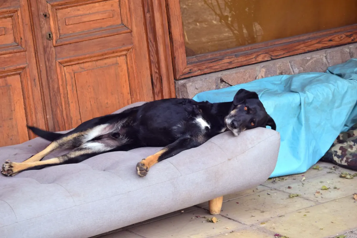 Perro durmiendo la siesta en un sillón junto a la puerta de la casa