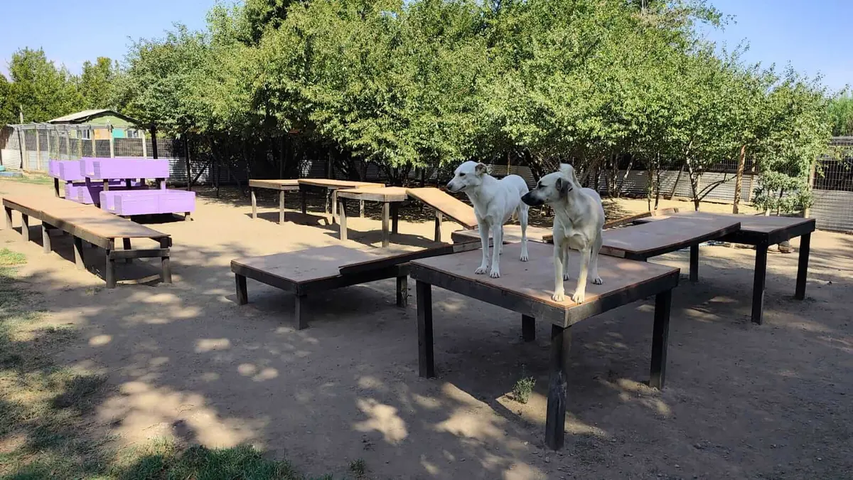 Perros subidos a las plataformas de madera en el patio con sombra