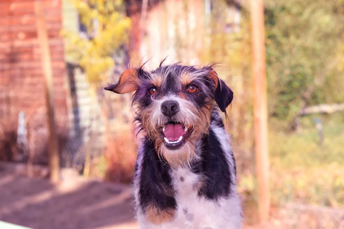 Retrato de un perro sonriente con la lengua afuera