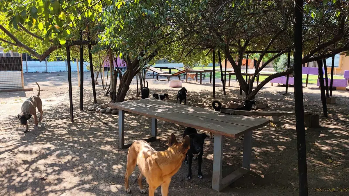 Perros descansando a la sombra de los árboles en el patio del hotel